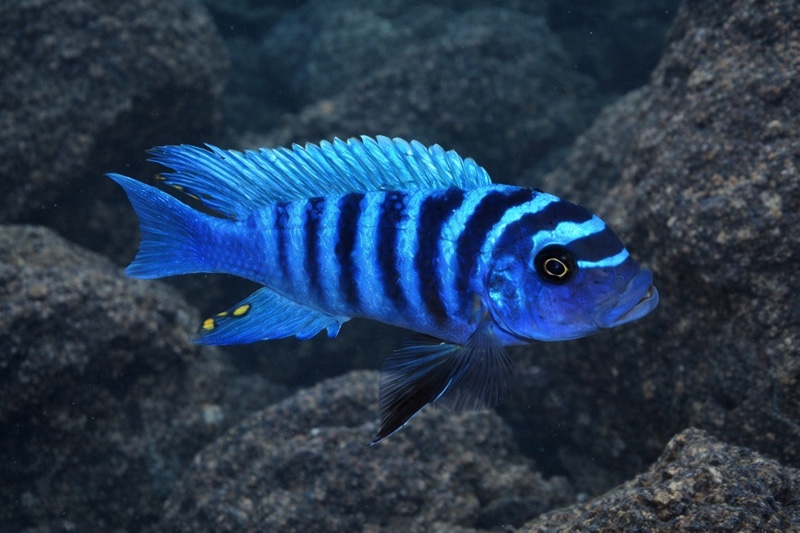 Maylandia zebra 'Gome'